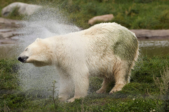 Polar Bear