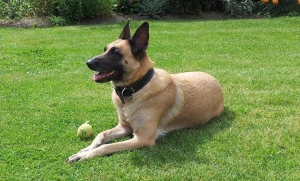 dog
