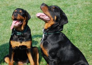 dogs