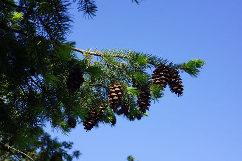 Cones